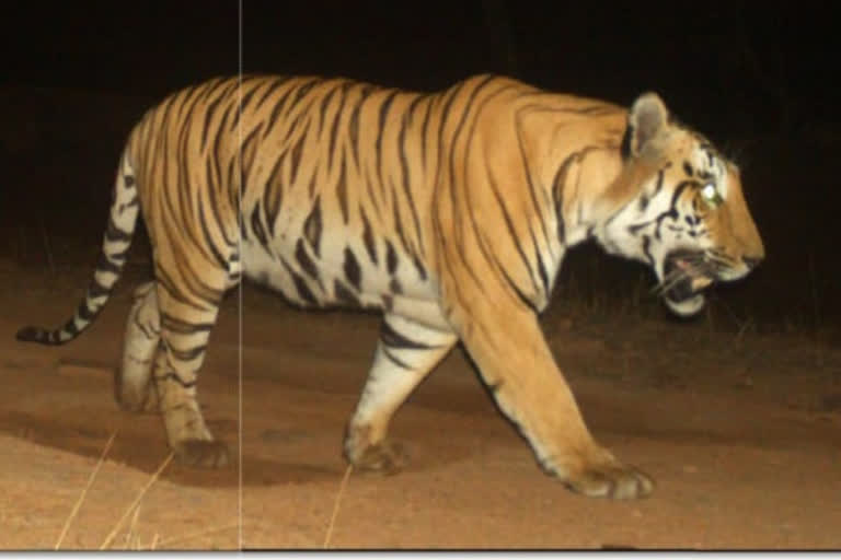 Another tiger entry in Nauradehi Sanctuary