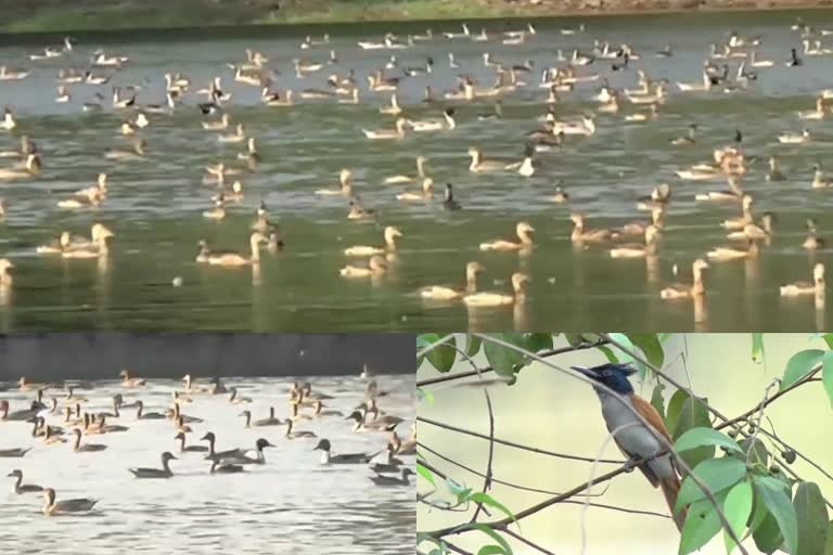 Northern Pintail birds