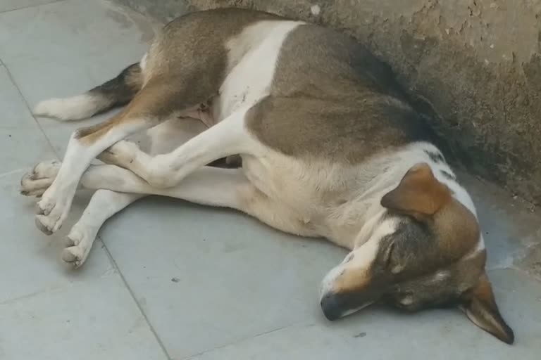 Dogs panic in Gwalior