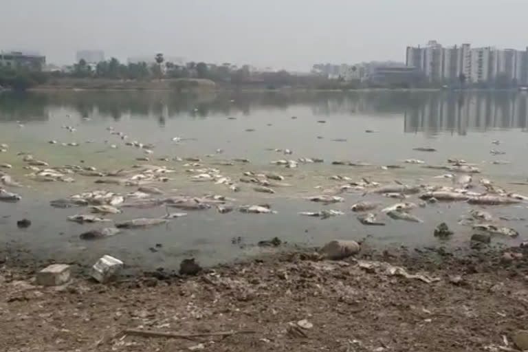 Huge amount of fishes died in pond