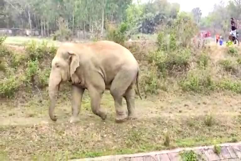 Bankura Elephant Attack News