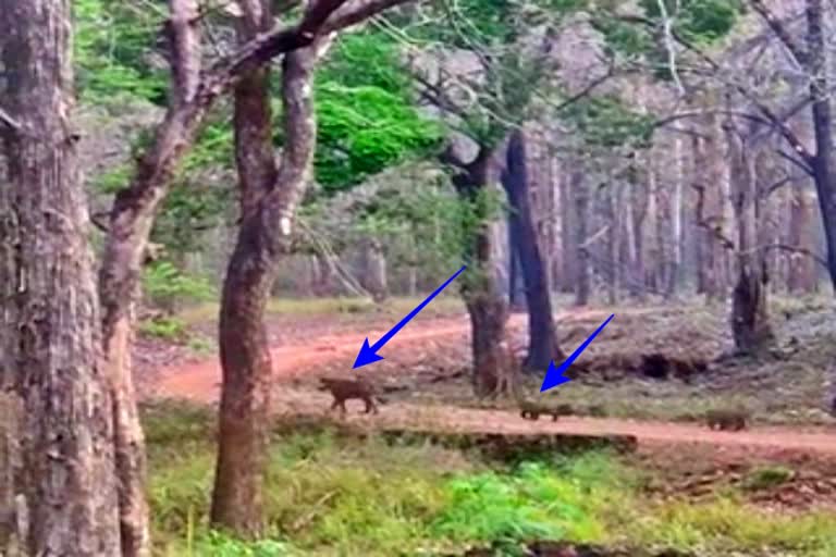 tiger-and-tiger-cubs-spotted-in-the-tiger-reserve-forest-chikkamagaluru