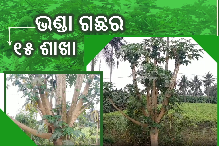 ଆଶ୍ଚର୍ଯ୍ୟ ! ଭଣ୍ଡା ଗଛରେ ବାହାରିଛି ୧୫ ଶାଖା, ଲଦି ହୋଇଛି ୨୦୦ ଫଳ