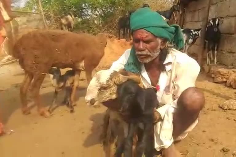 30-sheeps-theft-from-bheemappa-lamani-farm