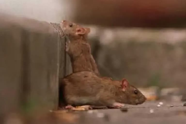 patient died by rat bite at Warangal MGM