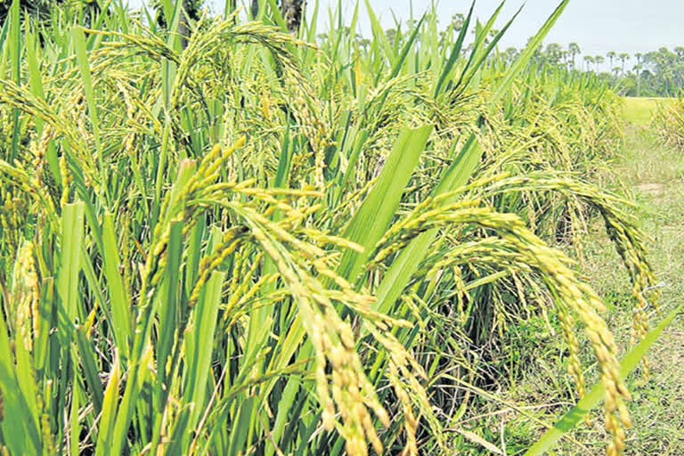 kharif planing in telangana