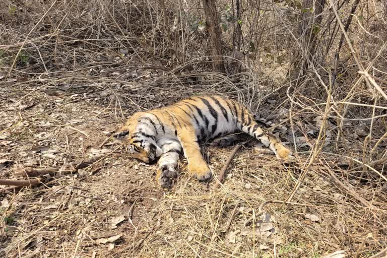 Cub dies in Satpura Tiger Reserve