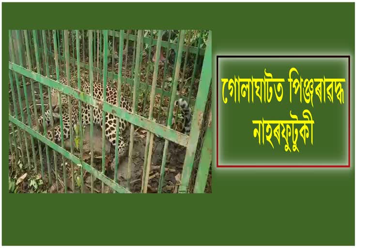 Leopard creating havoc in Golaghat