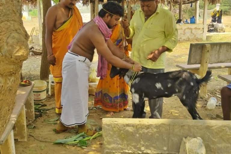 in-strange-incident-young-man-got-married-with-a-goat