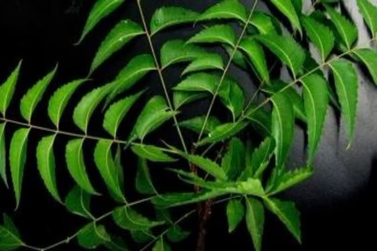 Neem component can help fight cancer