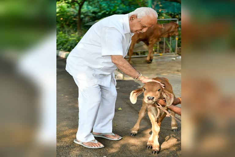 ಯಡಿಯೂರಪ್ಪ ನಿವಾಸಕ್ಕೆ ಹೊಸ ಅತಿಥಿ ಆಗಮನ