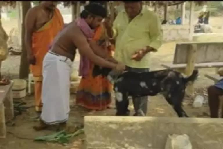 An young man married a goat