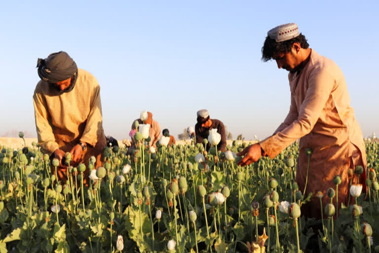 The ban is reminiscent of the Taliban's previous rule in the late 1990s when the religion-driven movement outlawed poppy production