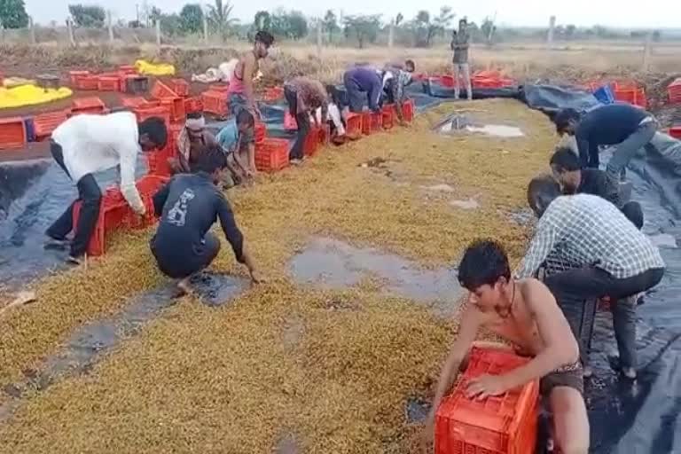 ರೈತರನ್ನು ಸಂಕಷ್ಟಕ್ಕೆ ಸಿಲುಕಿಸಿದ ವರುಣ