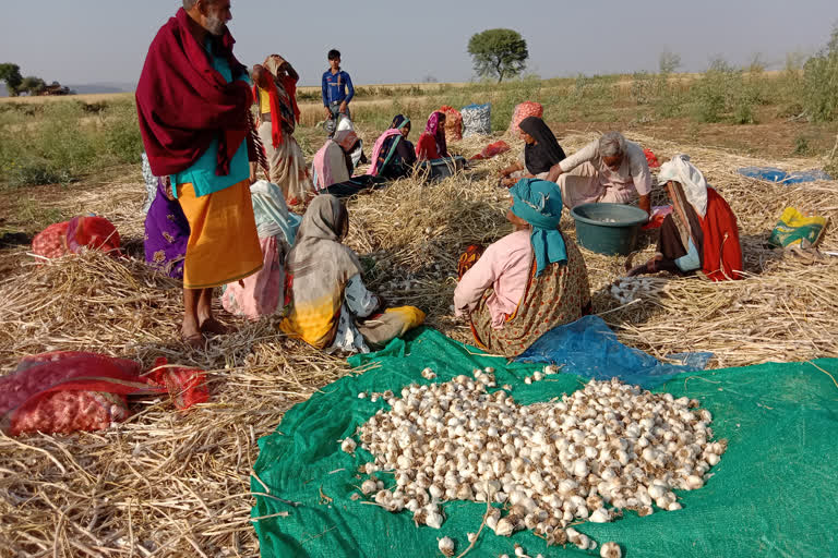 Jabalpur Farmers garlic cultivation damaged