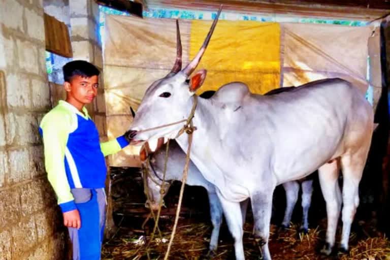 five-lakhs-worth-cow-died-in-chikkamagaluru