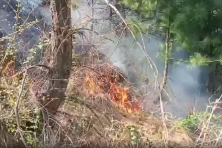 Fire in  Pistona Forest