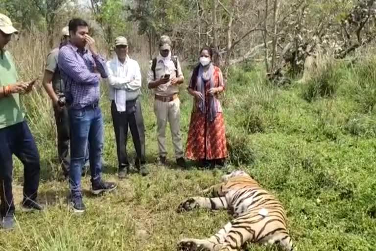 Tiger dies in battle for Balaghat supremacy