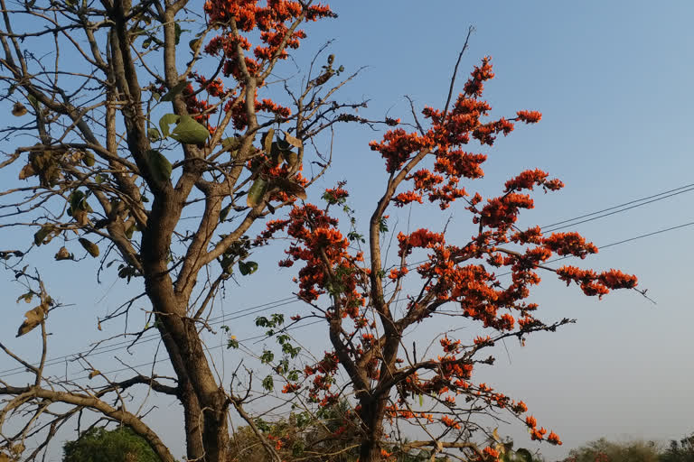 Beauty of Palash flowers