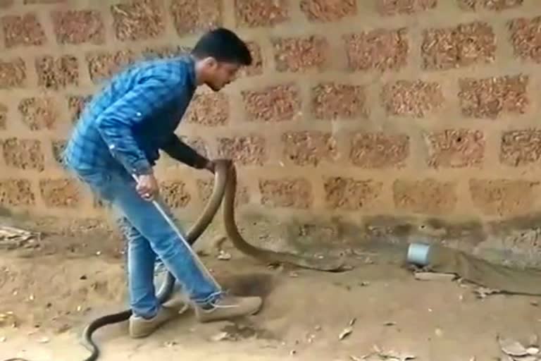 ಕಾಳಿಂಗ ಸರ್ಪಗಳ ರಕ್ಷಣೆ, King Cobra