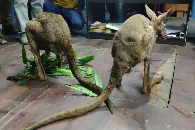 Illegal Artificial Insemination of Kangaroos in North Eastern India