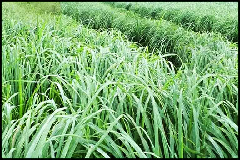 PALMAROSA GRASS OIL EXTRACTED IN BILASPUR