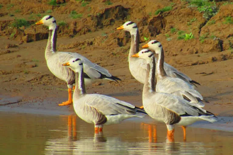 Climate change may be causing many species of birds to nest and lay eggs up to a month earlier than they did a century ago