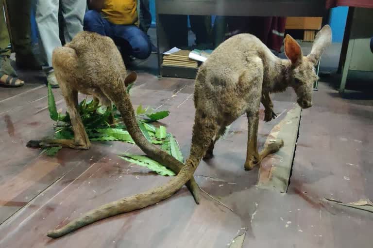 Kangaroos are being illegally bred in northeastern India  Kangaroos in india  animals illegal trafficking  മൃഗക്കടത്ത്  ഇന്ത്യയിൽ കങ്കാരു