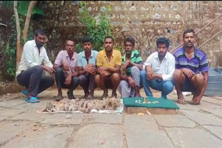 Seven accused arrested for trying to sell tiger toenails in Kodagu