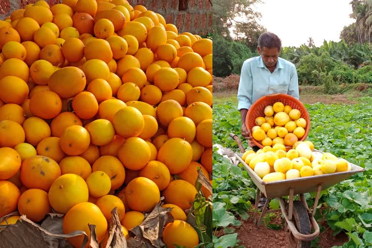 Kozhikode kani vellari cultivation  Kozhikode kani Cucumber cultivation  കണിവെള്ളരി ഇല്ലാതെ എന്ത് വിഷു  കോഴിക്കോട് കണിവെള്ളരി വിളവെടുപ്പ്  കോഴിക്കോട് കണിവെള്ളരി സജീവം  വിഷു കണിവെള്ളരി കൃഷി