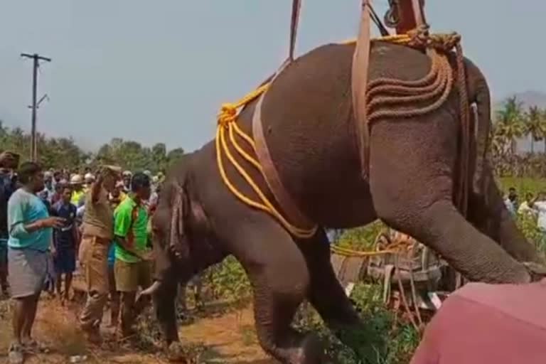 தண்ணீர் தேடி வந்த ஆண் யானை கிணற்றில் விழுந்து உயிரிழந்த சோகம்