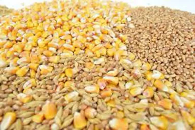 Grain scam in Vadodara: તંત્રએ અચાનક દરોડા પાડતા ગરીબોનું અનાજ સગેવગે કરવાનું કૌભાંડ ઝડપાયું