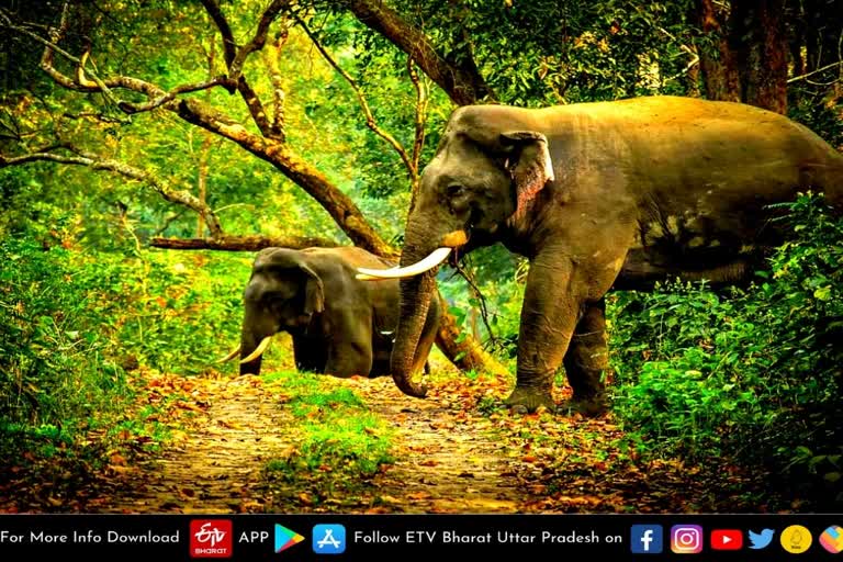 Lakhimpur Kheri latest news  etv bharat up news  दुधवा टाइगर रिजर्व  डीएनए सैंपलिंग से गणना  Counting of wild elephants  DNA sampling  Dudhwa Tiger Reserve  दुधवा टाइगर रिजर्व  MSTrIPES ऐप  फील्ड डायरेक्टर संजय पाठक