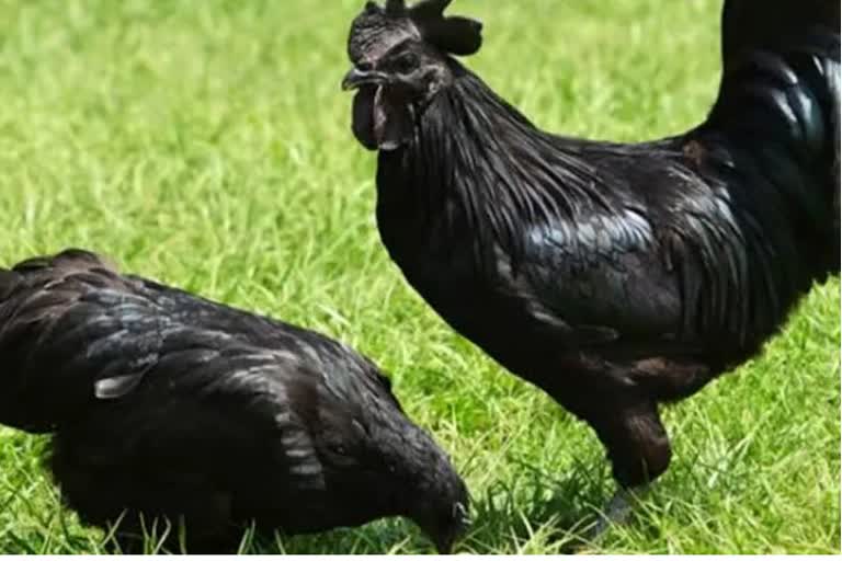 Chhindwara Chicken Controversy