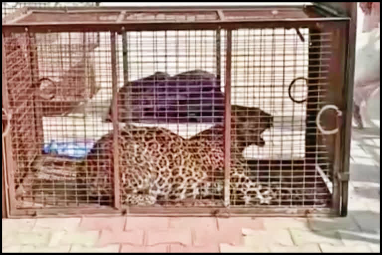 Leopard in cage in Kloh