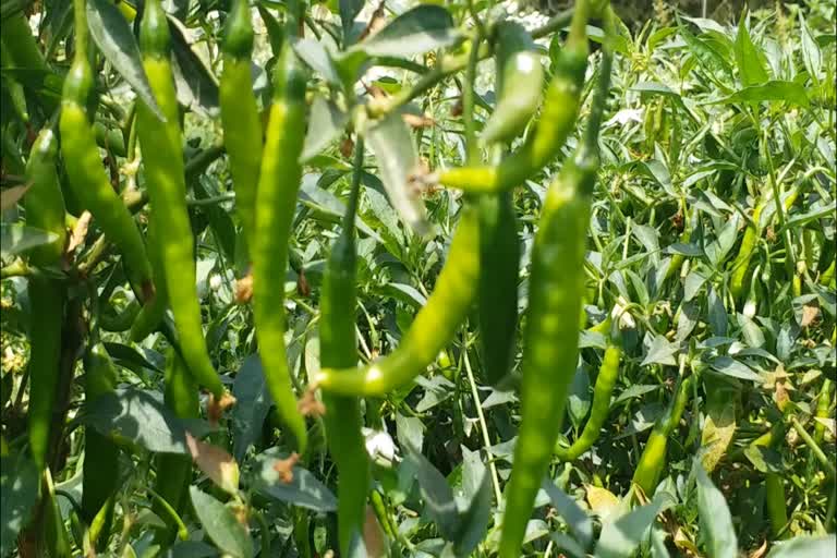 Sweetness in the lives of farmers with Jabalpur hot chili