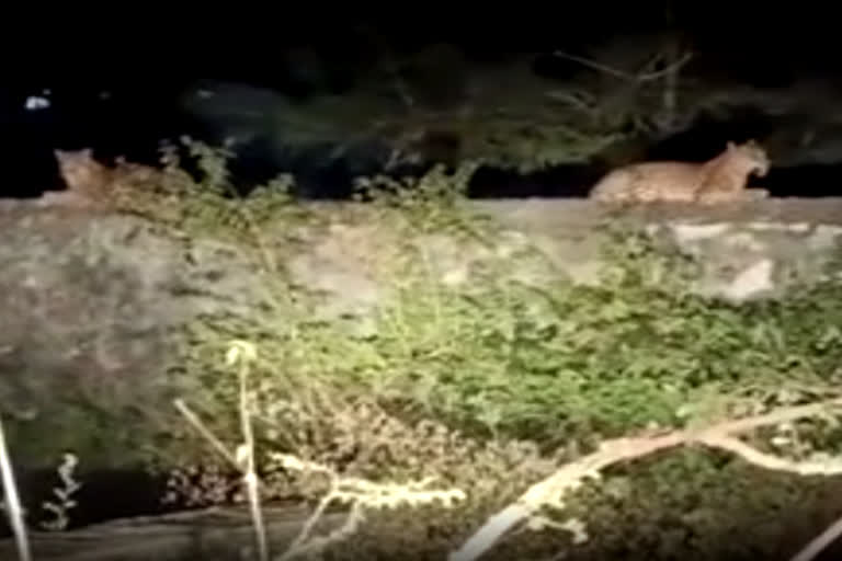 Female panther seen in residential area in Banswara