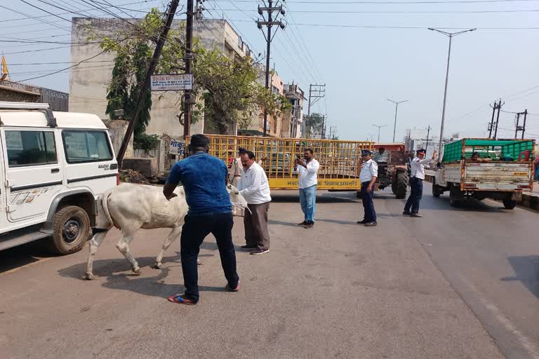 stray cattle in dhamtari