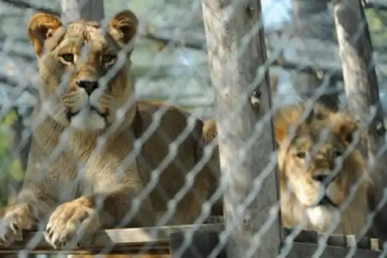 World largest private zoo being built in Jamnagar Gujarat