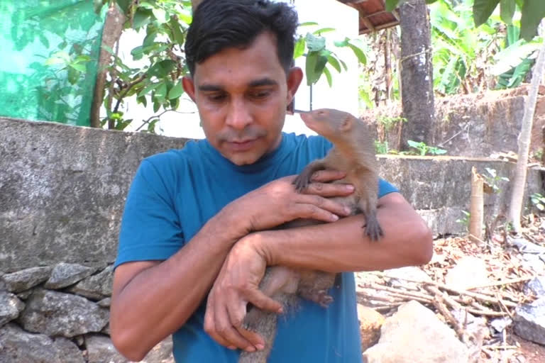 Mongoose Friendship with Man