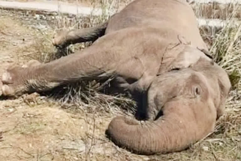 rishikeh elephant death