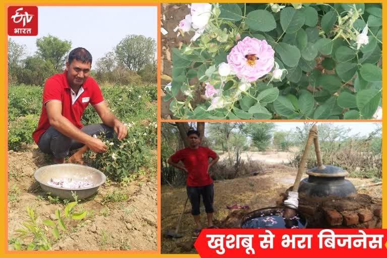 roses farming in Bhilwara