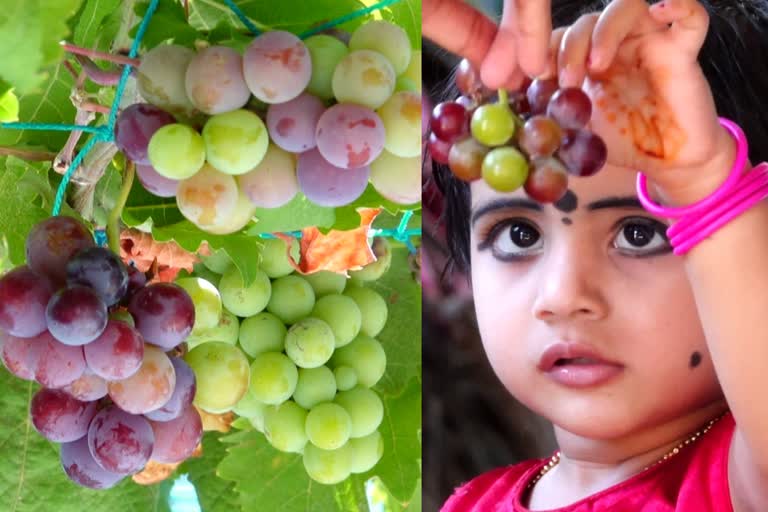 malappuram Ratheesh Babu grapes cultivation  malappuram grapes cultivation  മലപ്പുറം മേൽമുറി പാറമ്മൽ മുന്തിരി കൃഷി  വേനൽ ചൂടിൽ മുന്തിരി വിളയിച്ച് പുല്ലംക്കുന്ന് രതീഷ് ബാബു