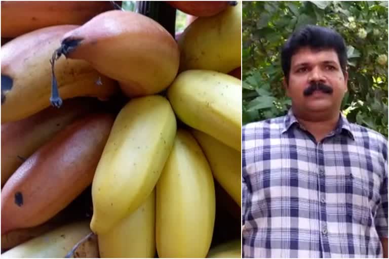 Multicolor bananas in Karuvarakkund  Agricultural officer Benny Karuvarakkund  മൾട്ടികളർ വാഴക്കുല കൗതുകമാകുന്നു  റിട്ടയര്‍മെന്‍റ് കാലം കാര്‍ഷിക ഗവേഷണത്തിനുപയോഗിച്ച് ബെന്നി  റിട്ട കൃഷി ഓഫീസര്‍ ബെന്നി