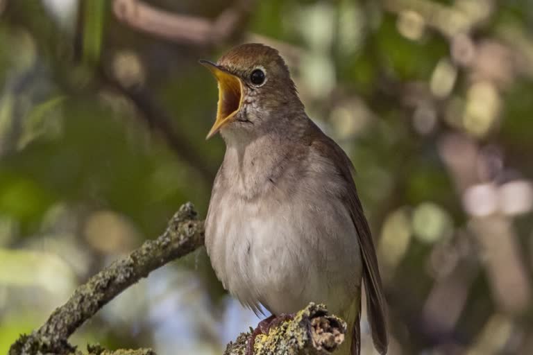 Climate change affects on birds