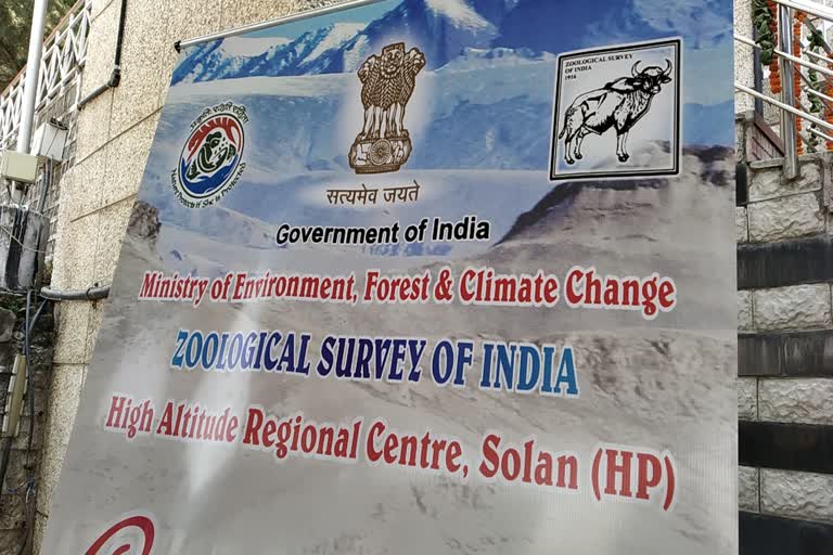 Wildlife Survey of India Department Solan