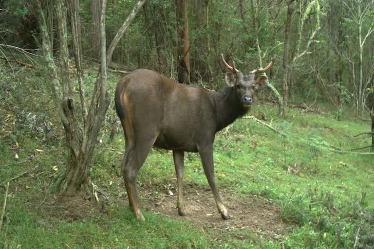 Death of swamp deer due to falling in the well