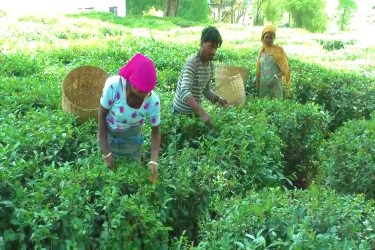 Kangra tea may get EU GI tag