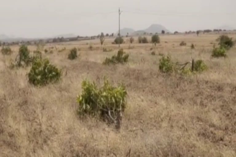 Thugs cut down mango trees