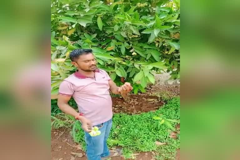 young-man-farming-water-apple-in-kalaburagi